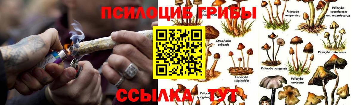 Псилоцибиновые грибы Cubensis Каменск-Шахтинский